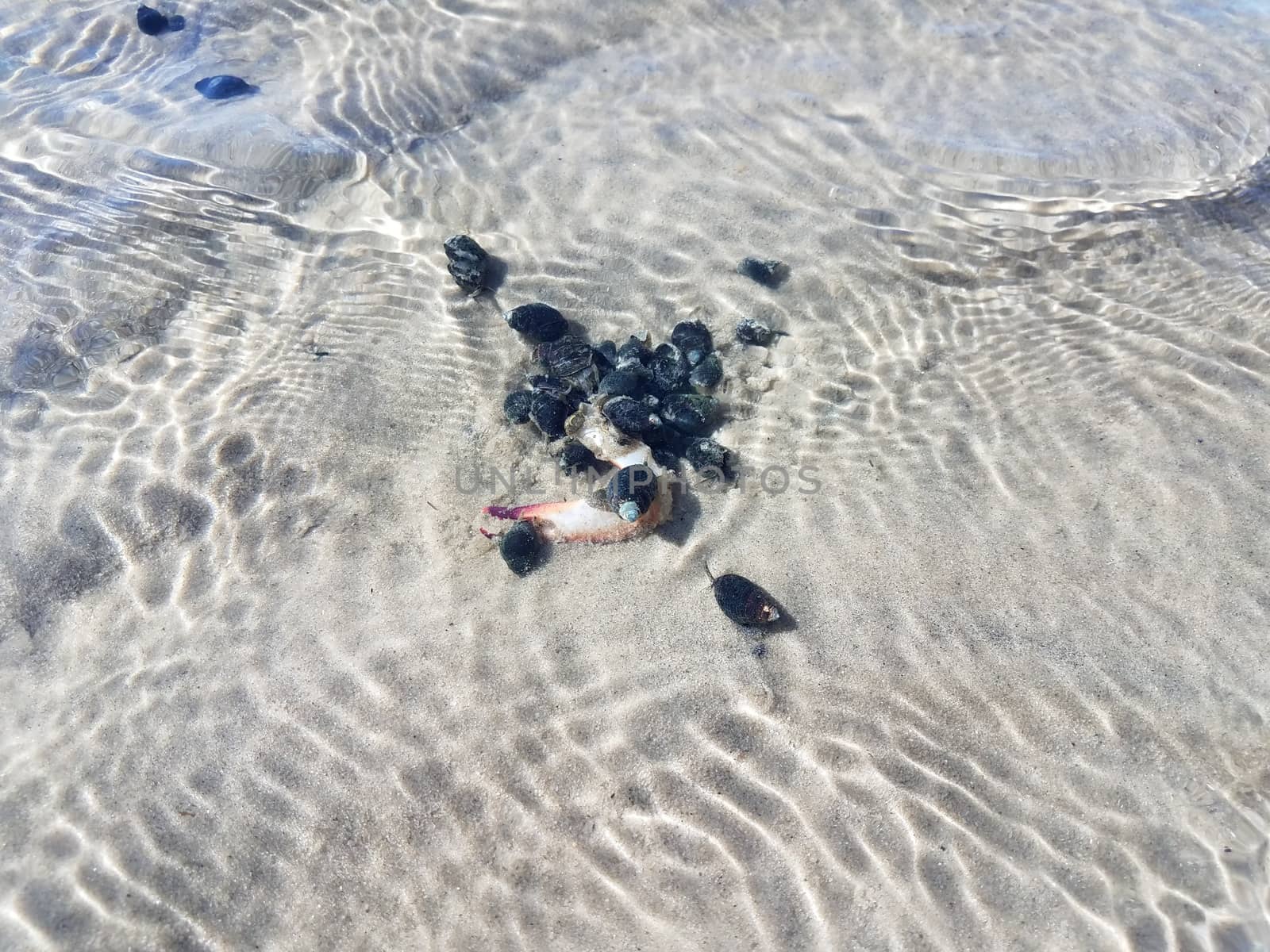 black snails in water eating a crab by stockphotofan1