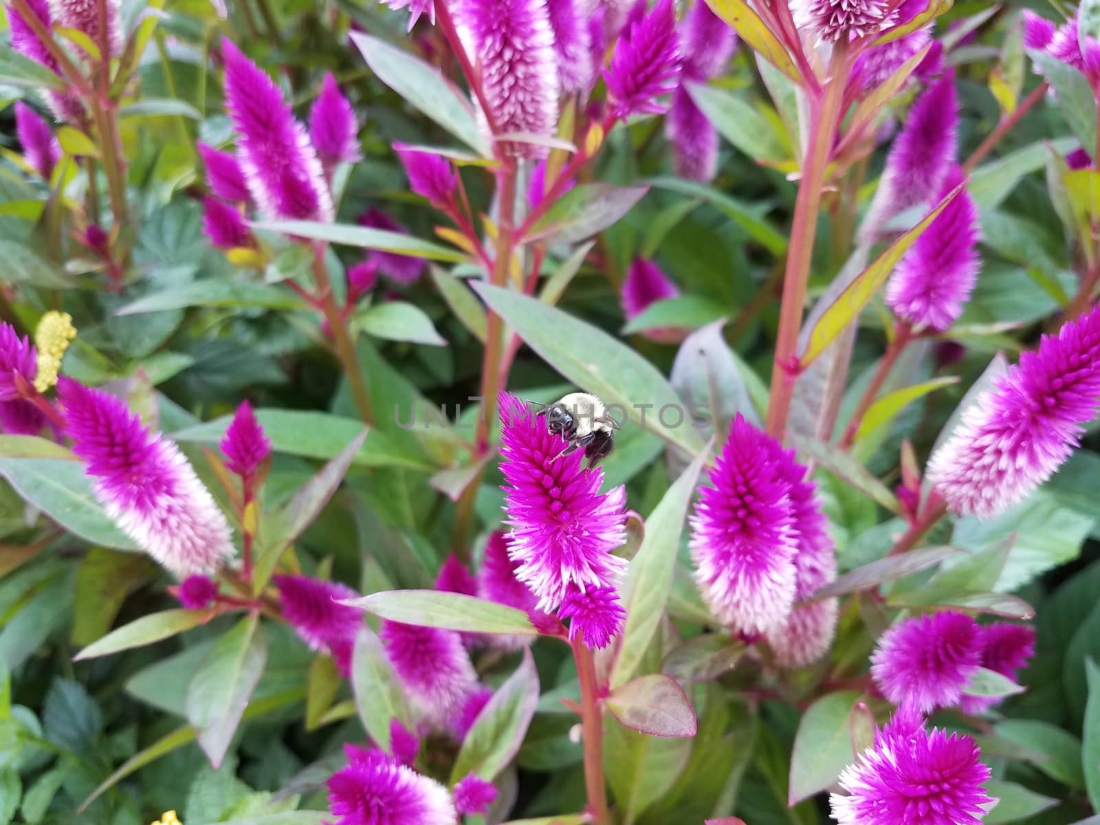 bumblebee insect on plant with blooming pink flowers