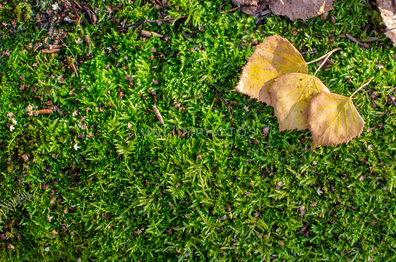 Yellow autumn birch leaves on green moss in the forest. There is a place to insert. 