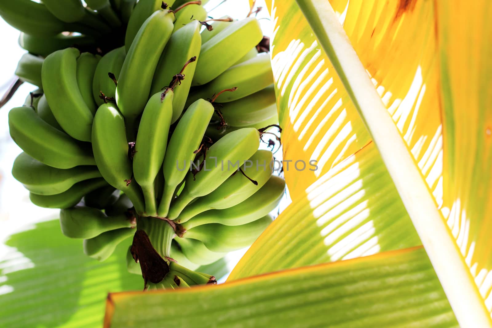 Bananas on trees and dried leaves with sunlight.