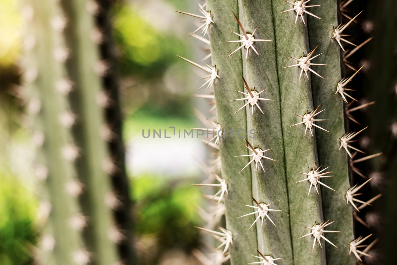 Cactus with dangerous of spike at sunlight.