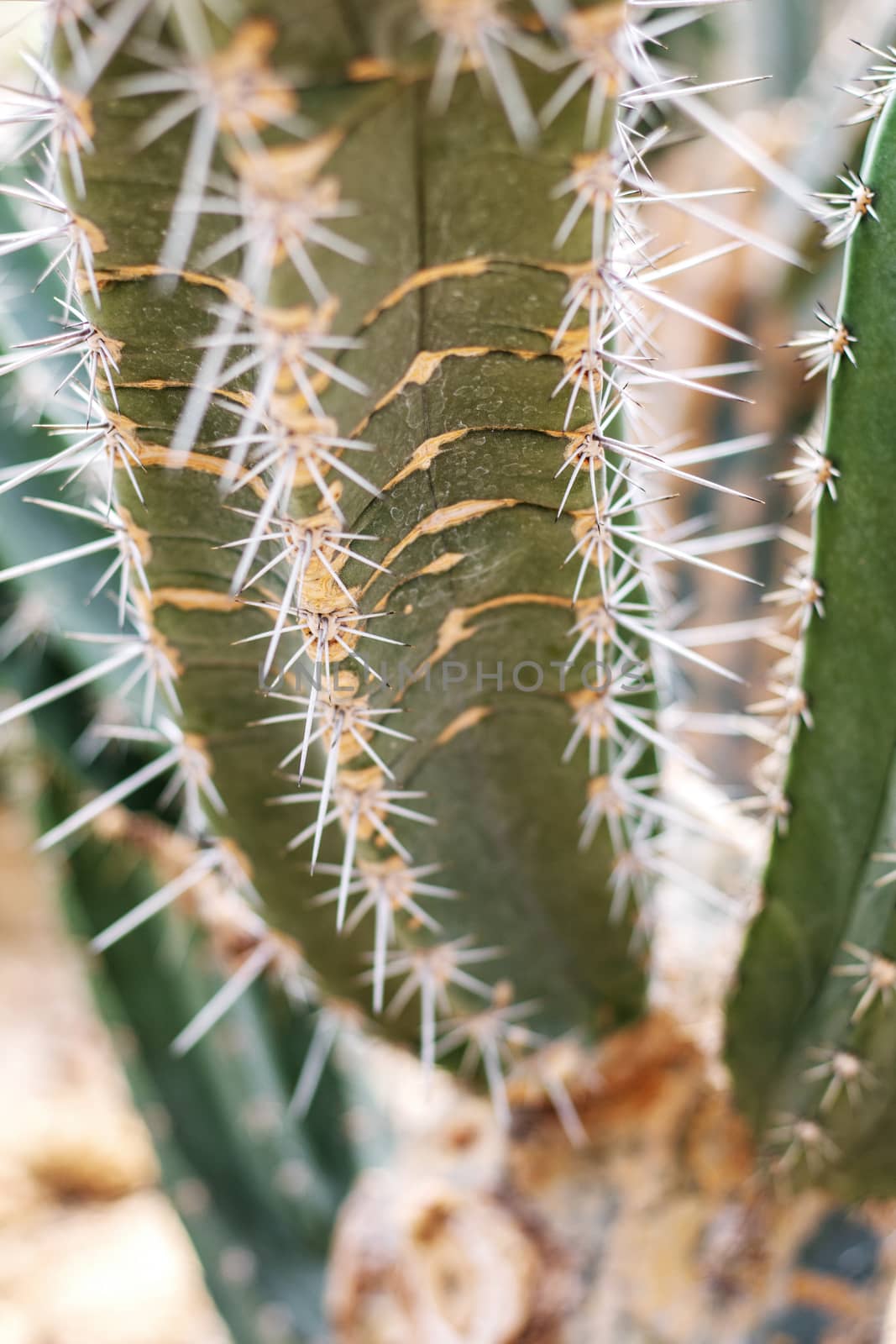 Cactus of spike with texture in park.