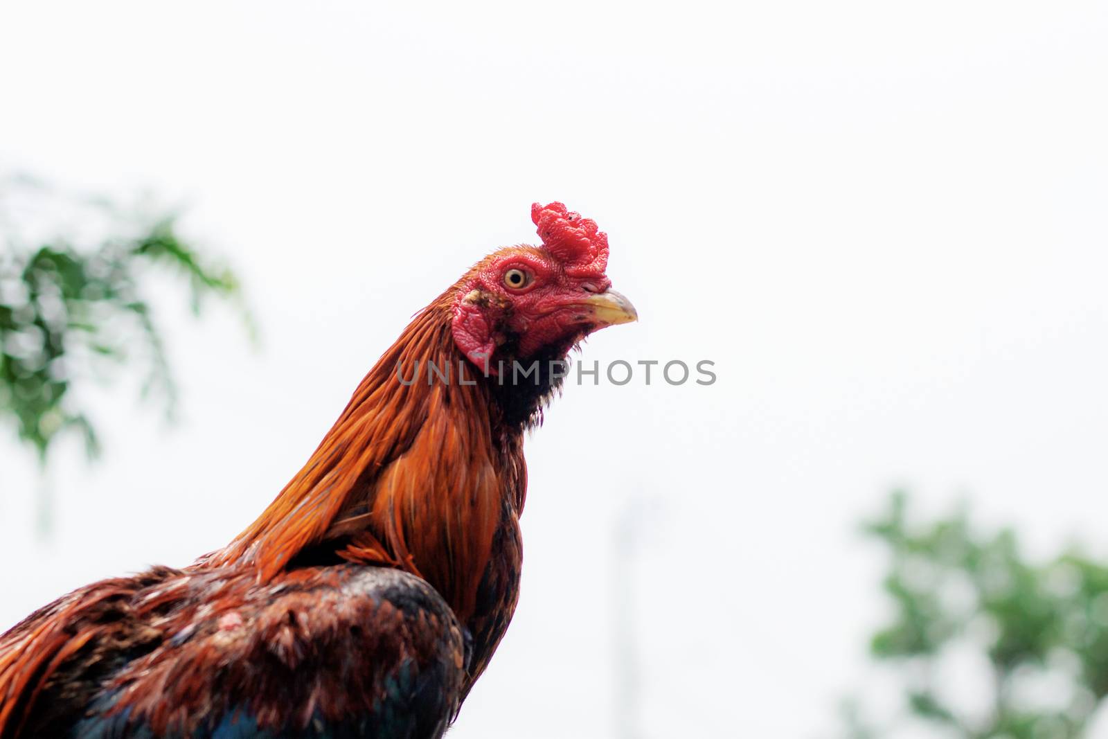 Chicken with beautiful colors at the sky.