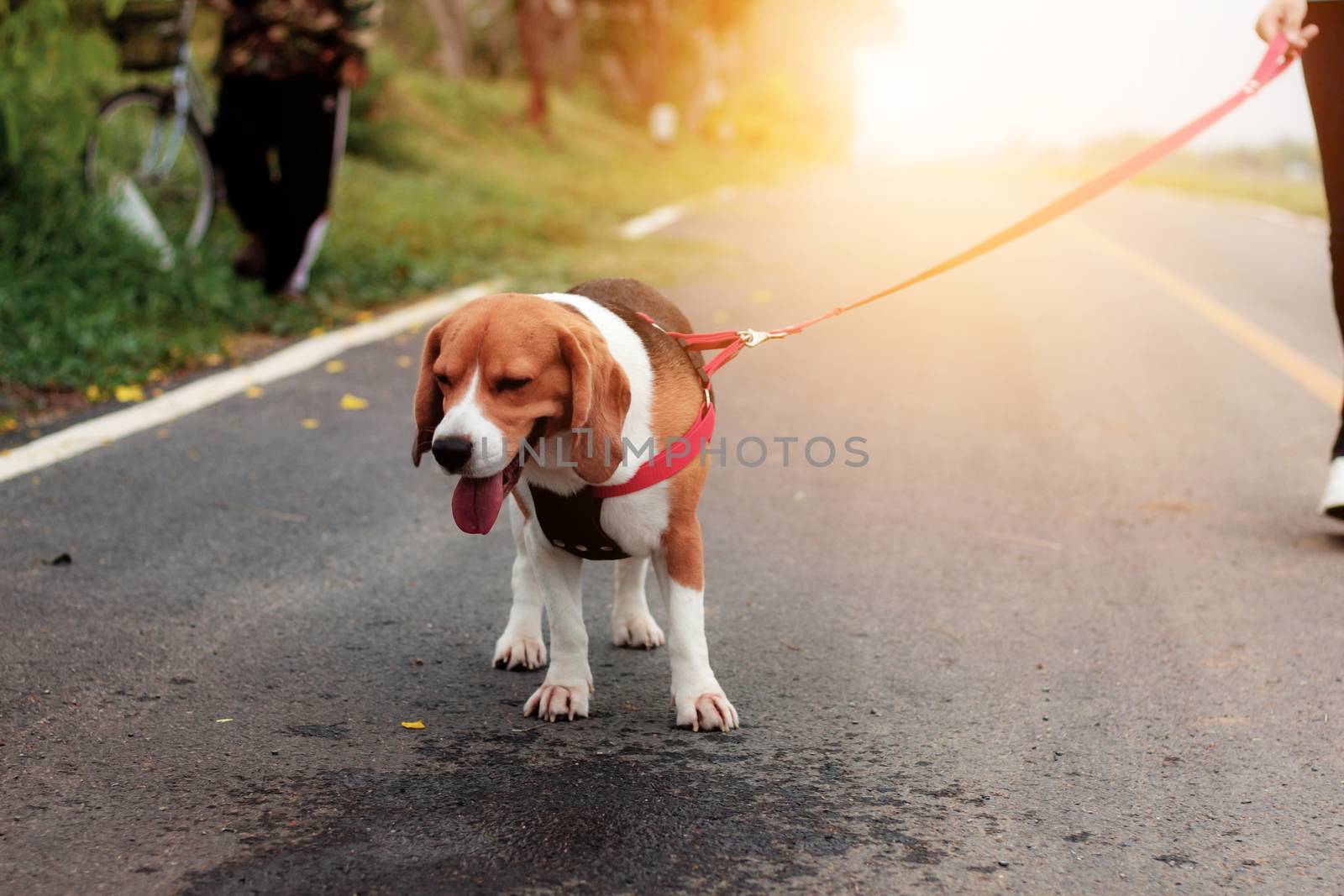 Doggy and girl are walking in the park.