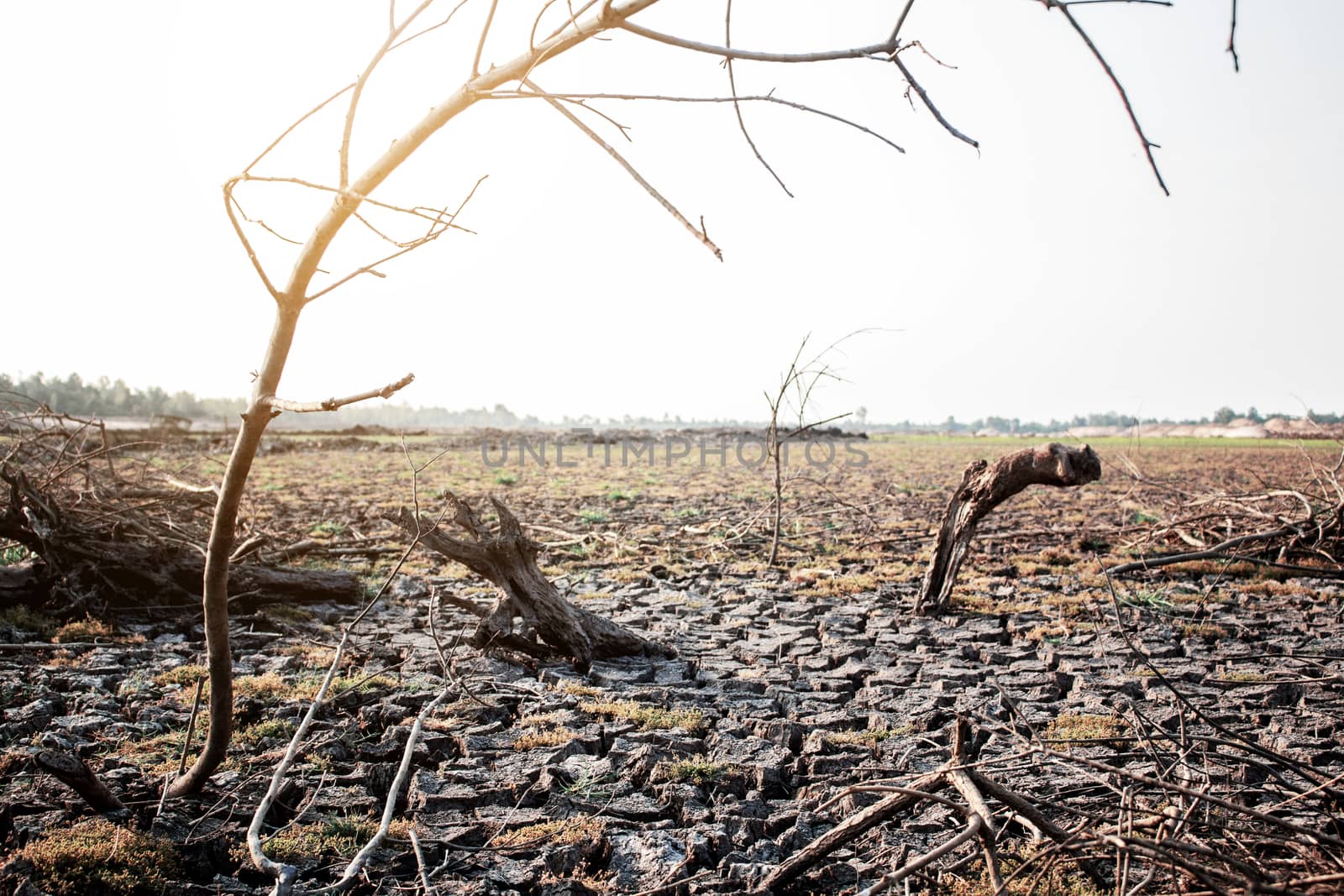 Dry branches on arid soil. by start08