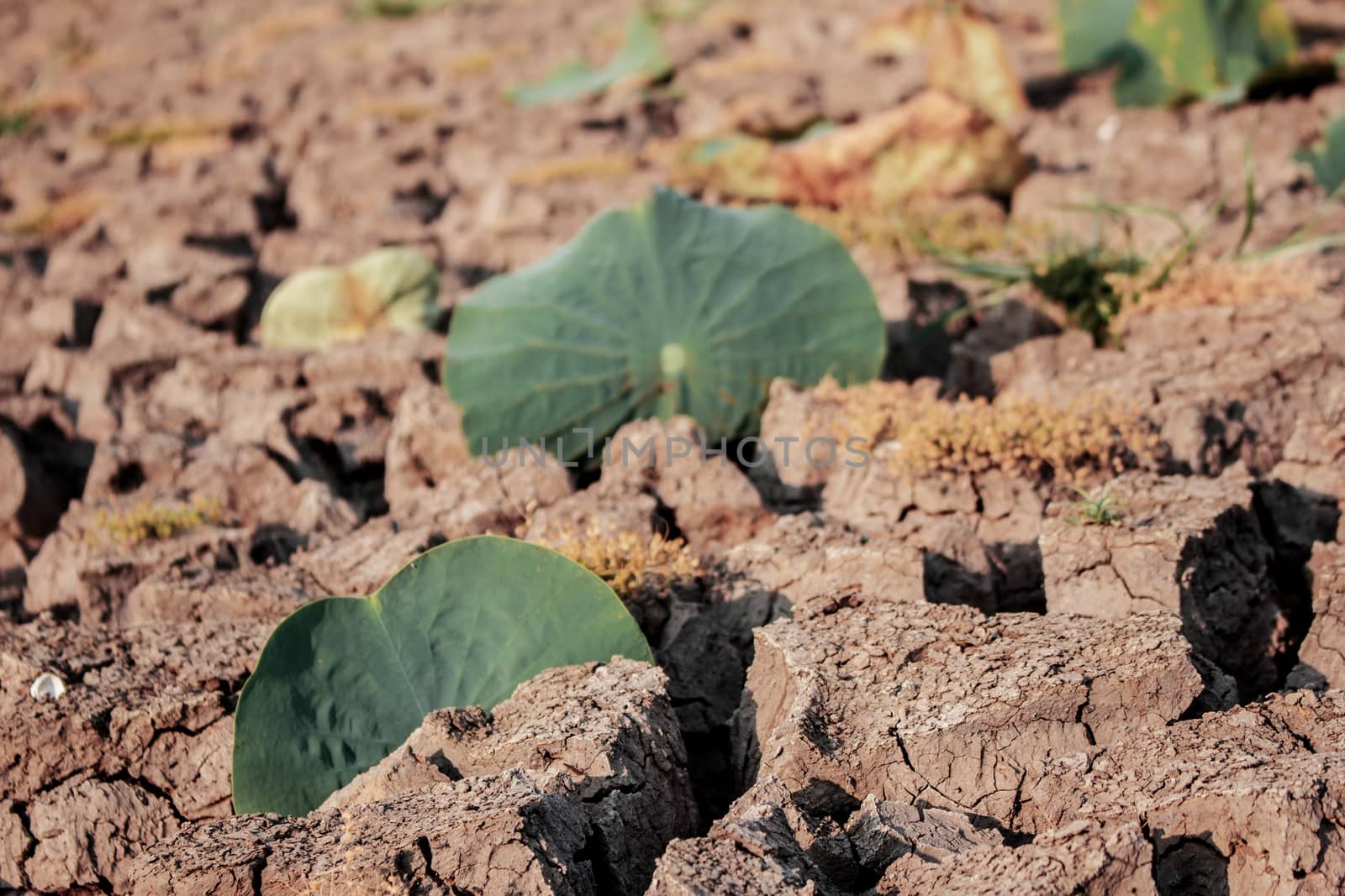 Lotus leaves on arid soil of pond at sunlight.