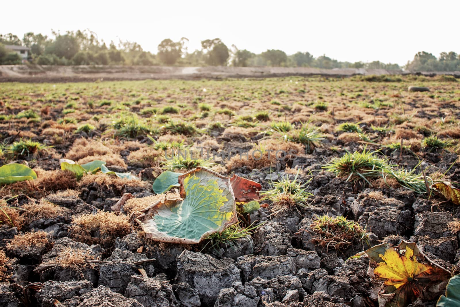 Lotus leaves on arid soil. by start08