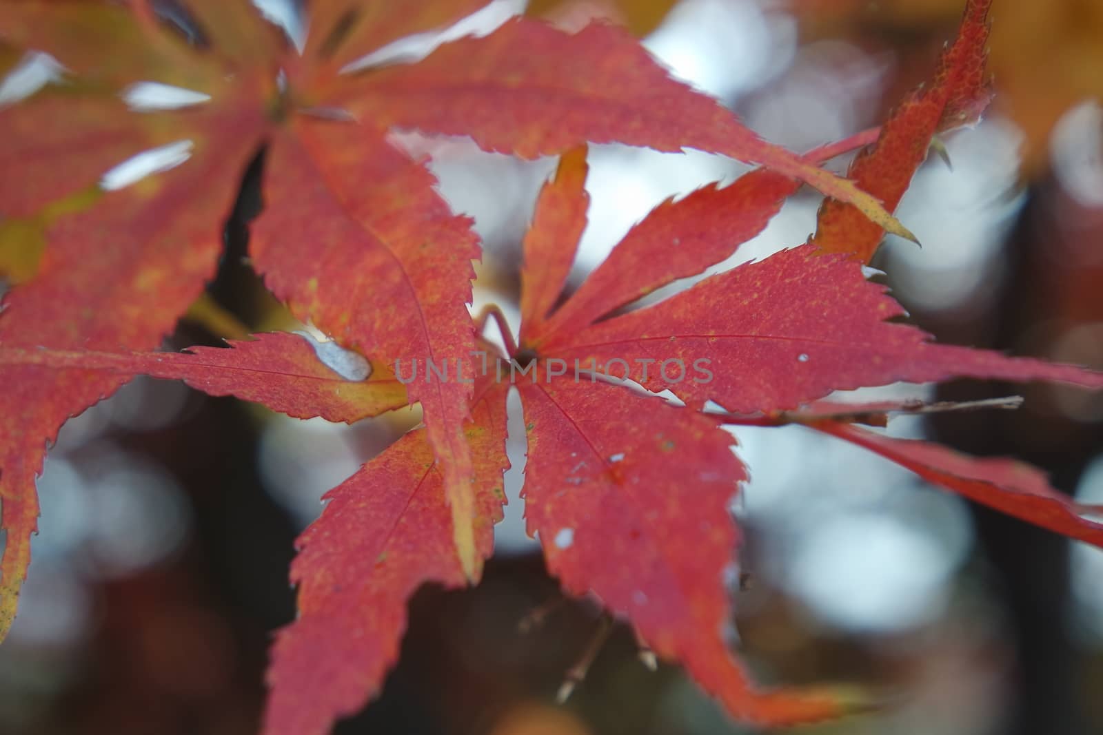 Closeup view of colorful vibrant leaves in fall season during autumn. Ivy in autumn with red and green leaves hanging from trees with twigs and branches