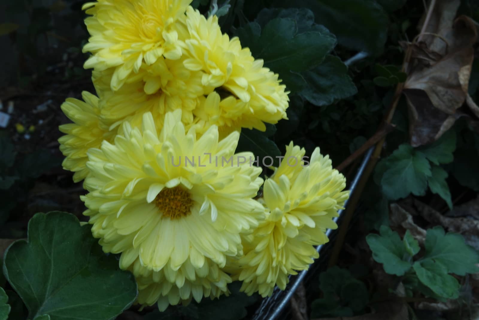 Closeup view of lovely yellow flower against a green leaves blurred background. This flower is found in South Korea.