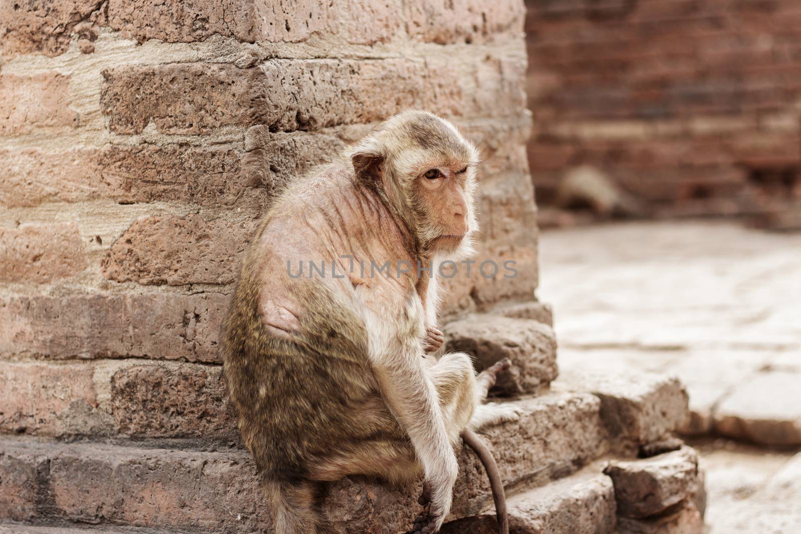 Monkey on brick in a park.