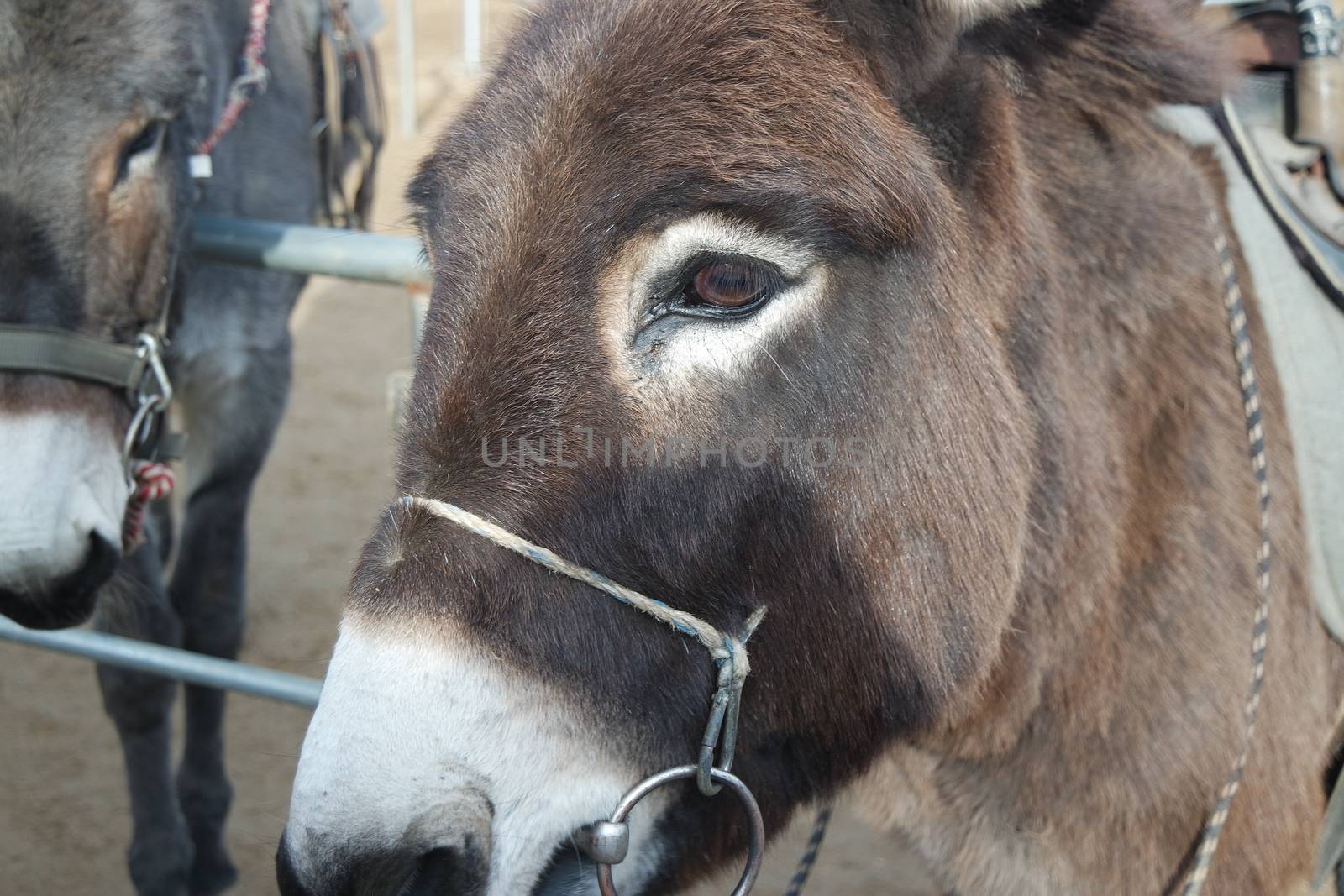 Close-up on a donkey head profile in a natural environment in day time by Photochowk