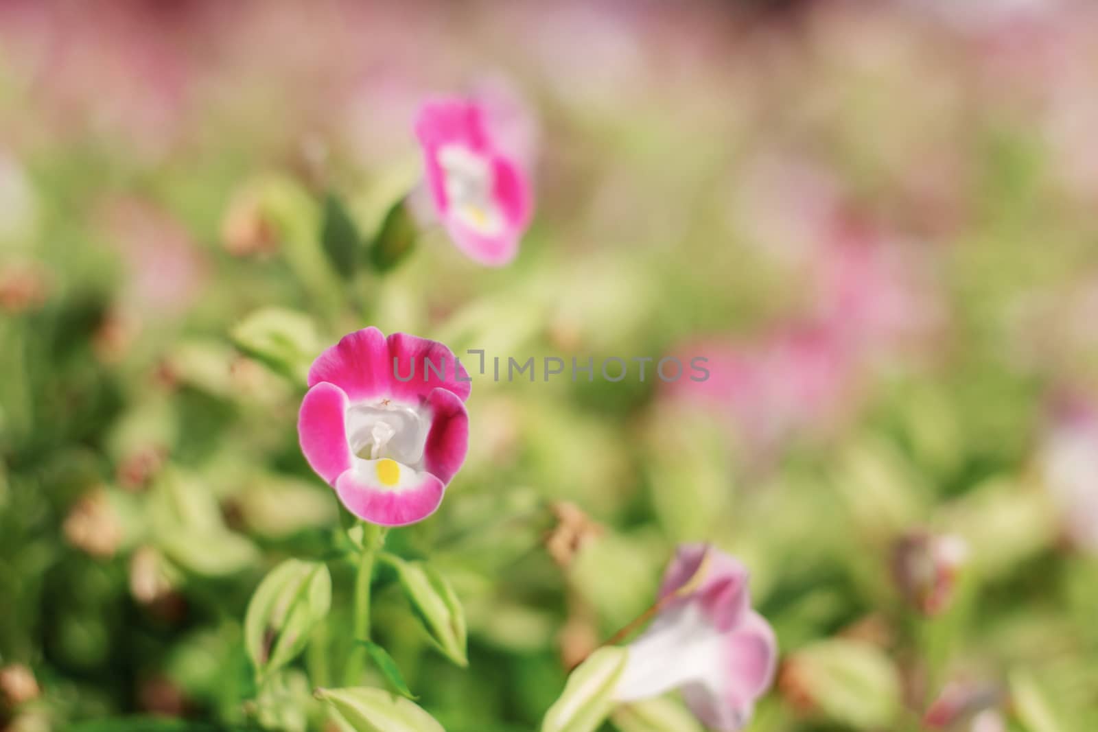 Pink flower with beautiful at the sunlight.