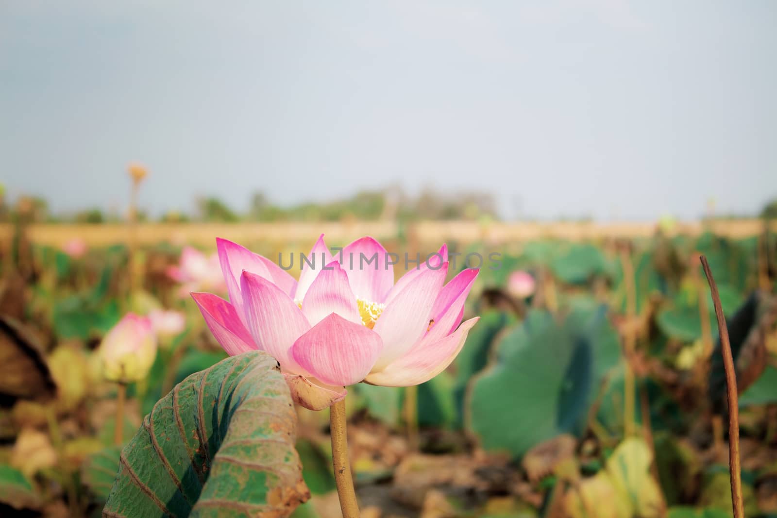 Pink lotus with beauty at sunlight.