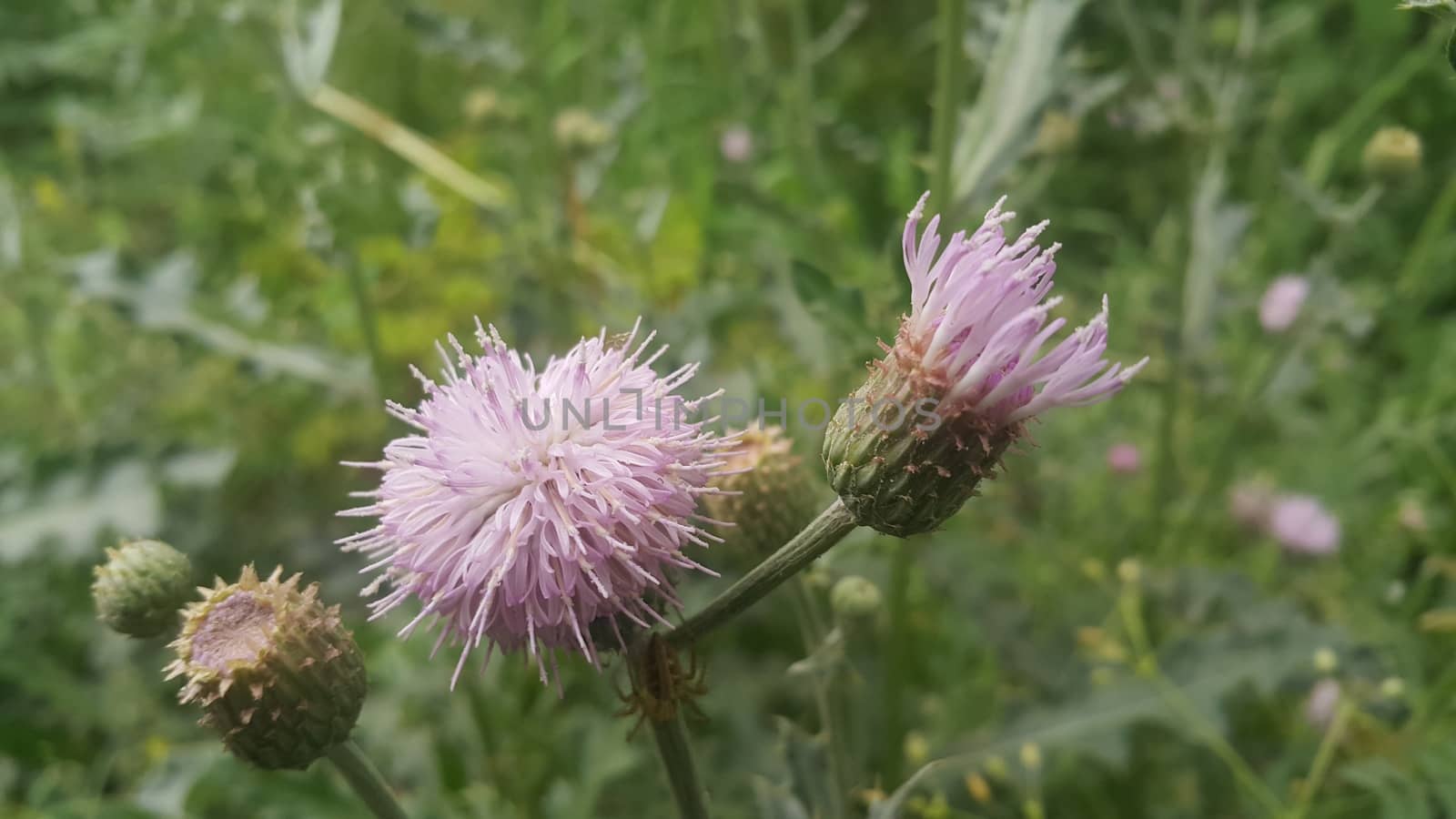 Perennial thistle plant with spine tipped triangular leaves and purple flower by Photochowk