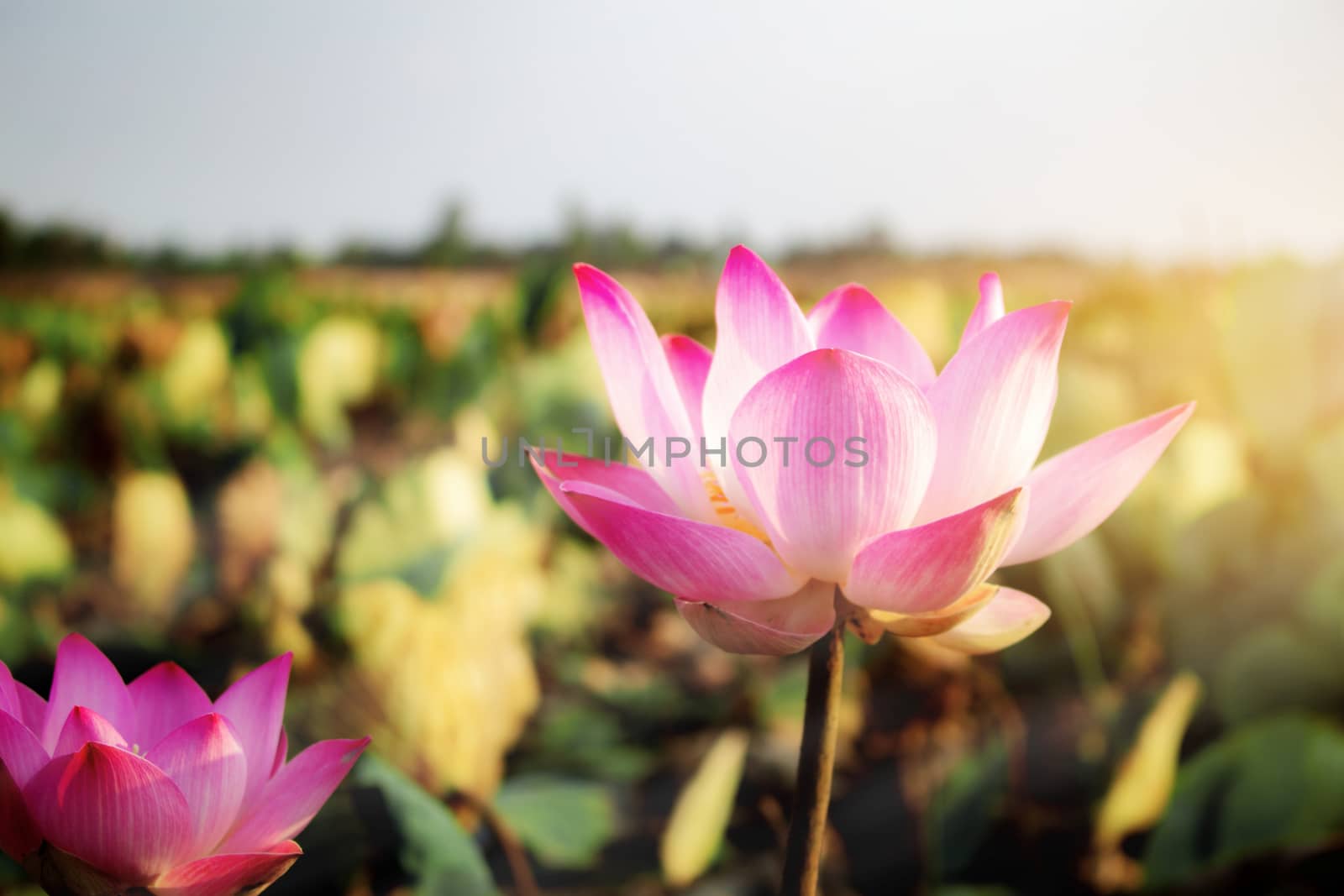 Pink lotus with beautiful in pond at sunlight.