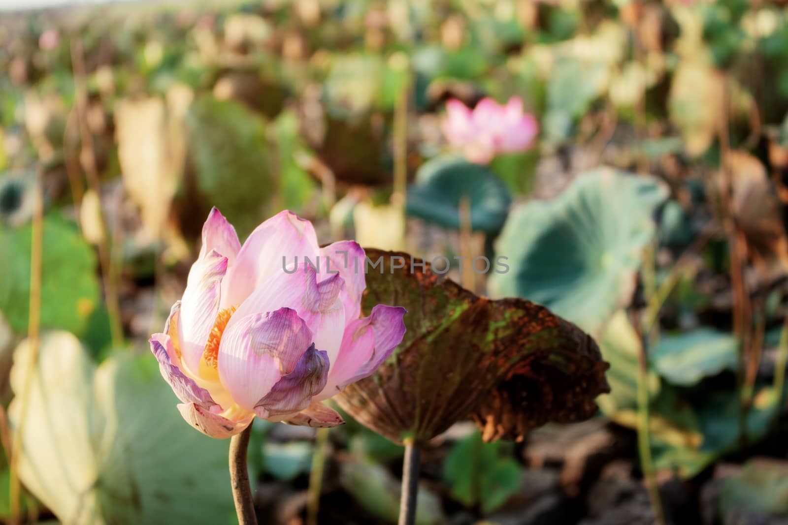 Pink lotus of dries in pond with sunlight.