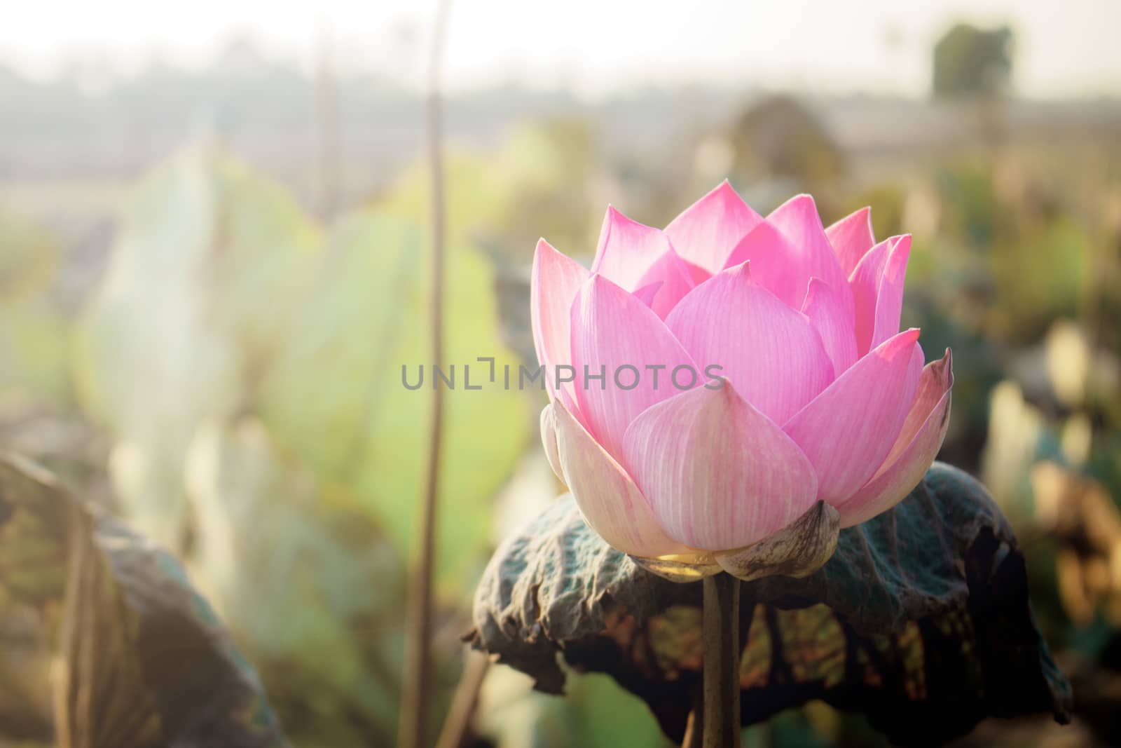 Pink lotus with beautiful at sunlight.