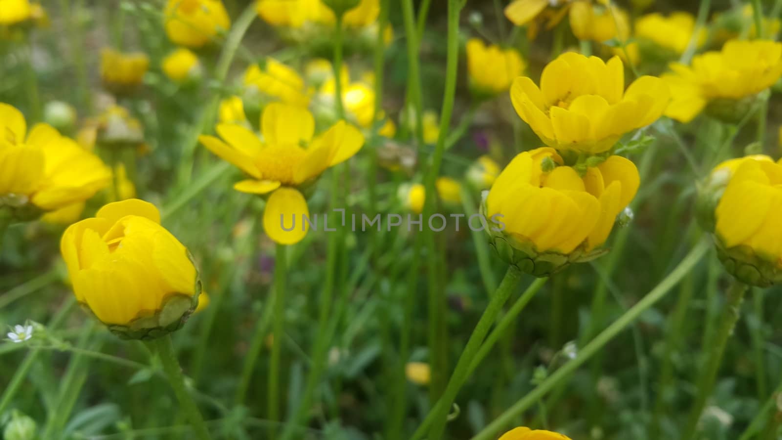 Closeup view of lovely yellow flower against a green leaves background by Photochowk
