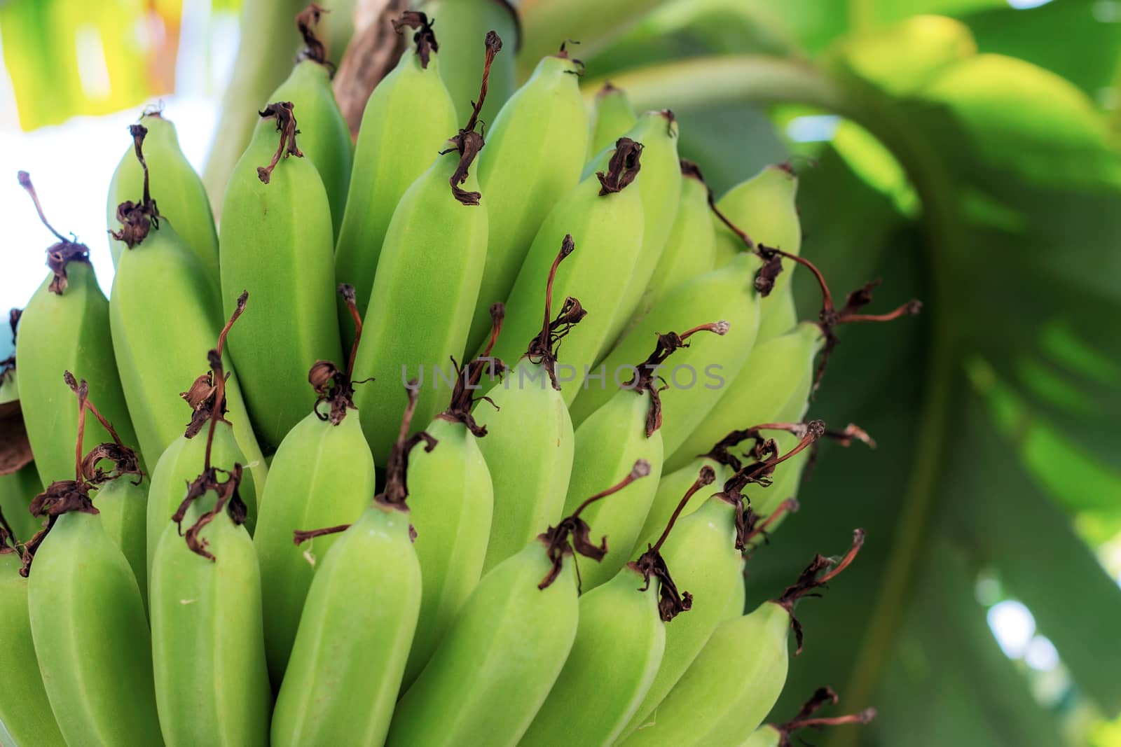 Raw bananas on trees in farm with texture.