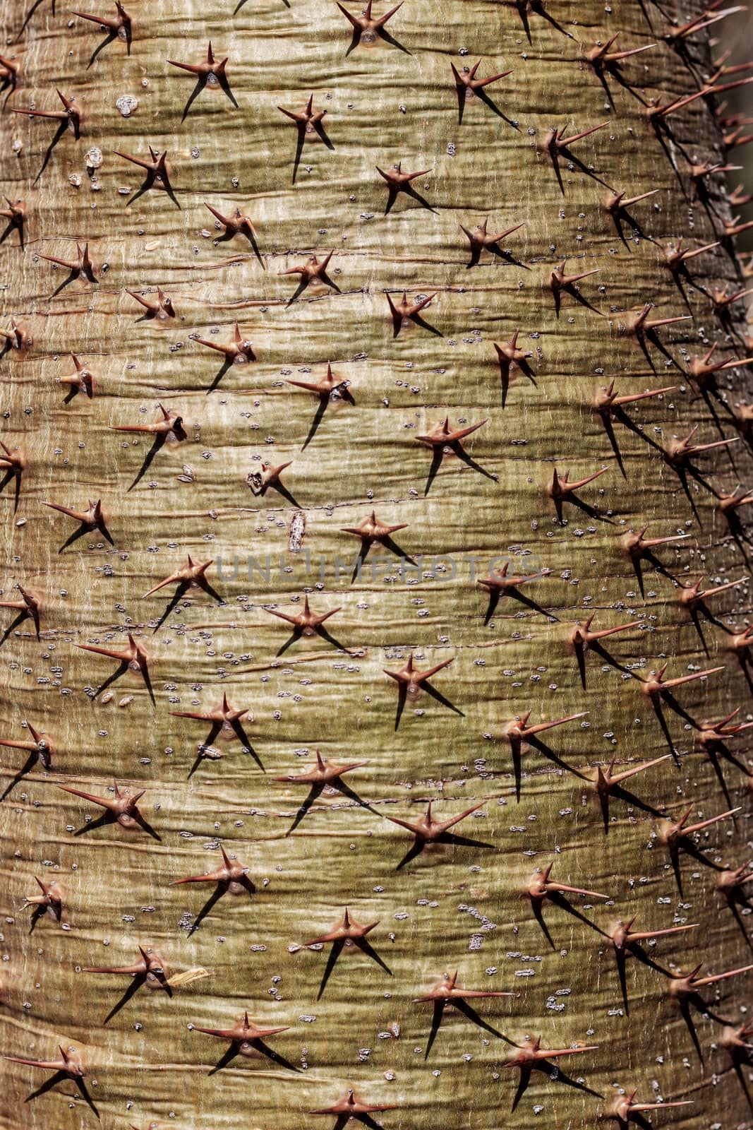 The sharp spikes of trees with texture background.