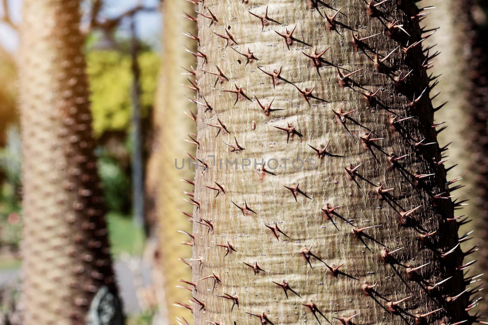 The sharp spikes of trees in the garden with sunlight.