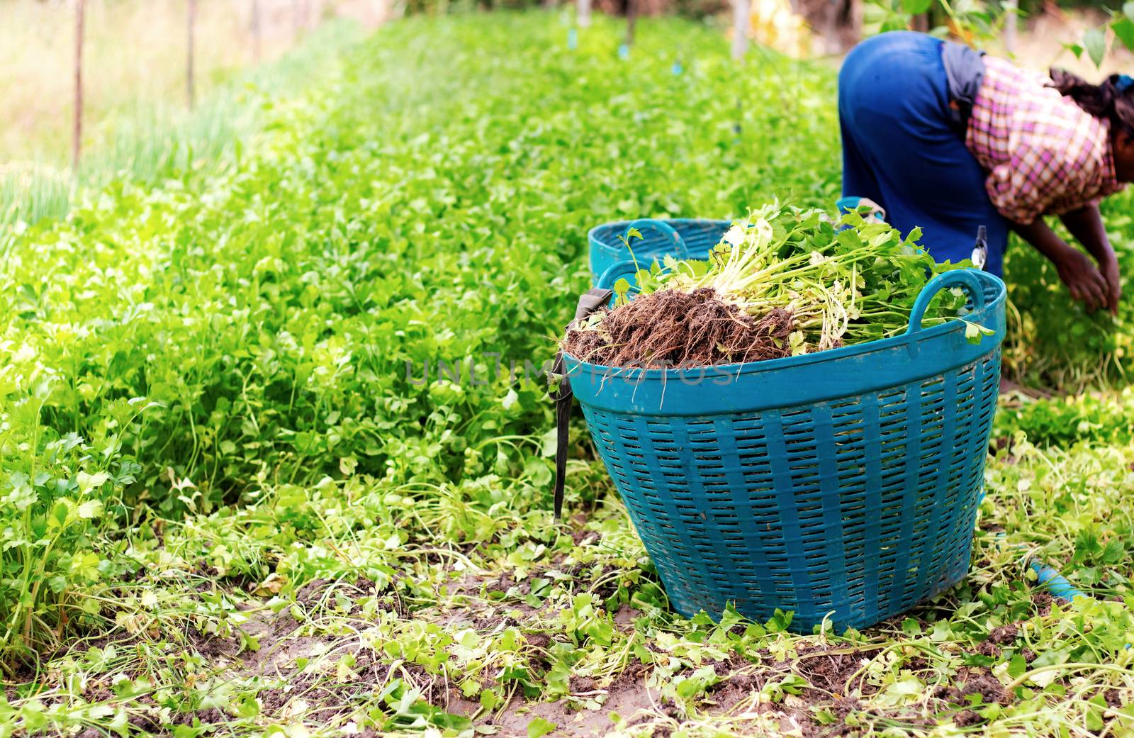 Gardeners with vegetable on baskets in farm.