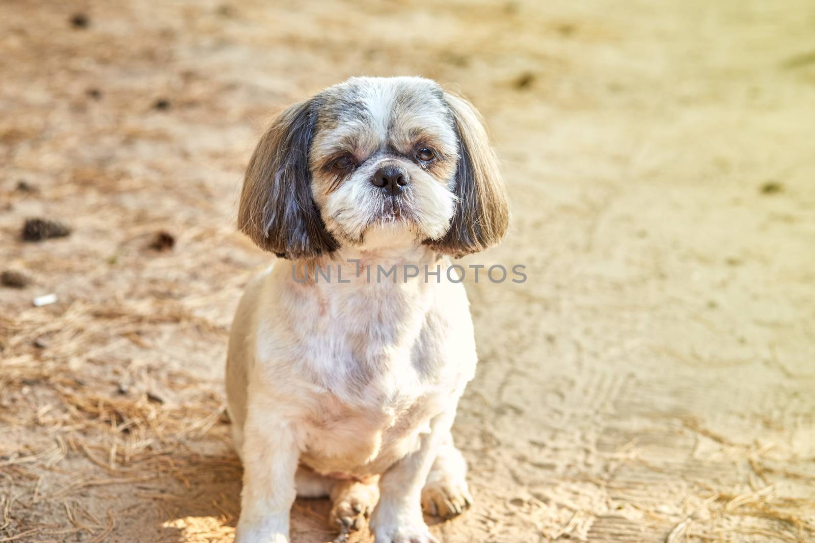 The dog Shih Tzu sits on the forest road