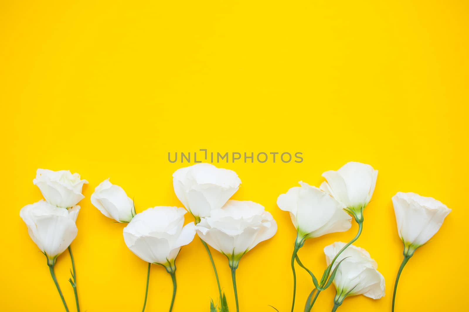 Delicate white eustoma flowers on a bright yellow background. Layout by malyshkamju