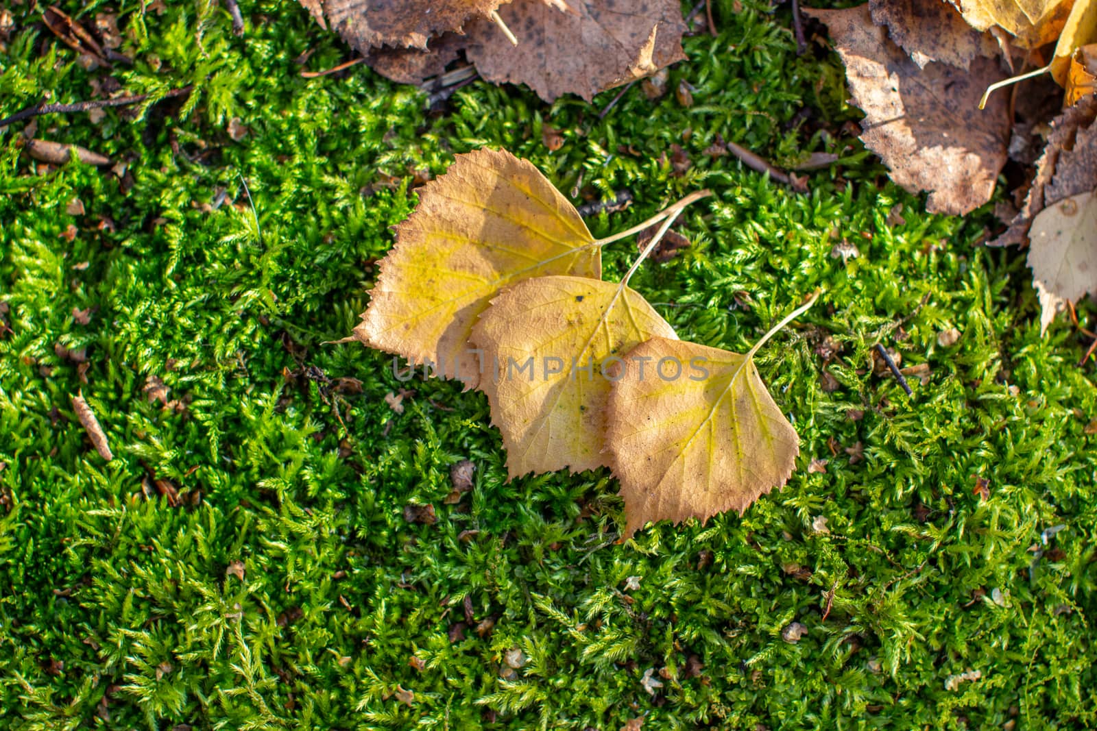 Yellow autumn birch leaves on green moss in the forest. There is a place to insert. 