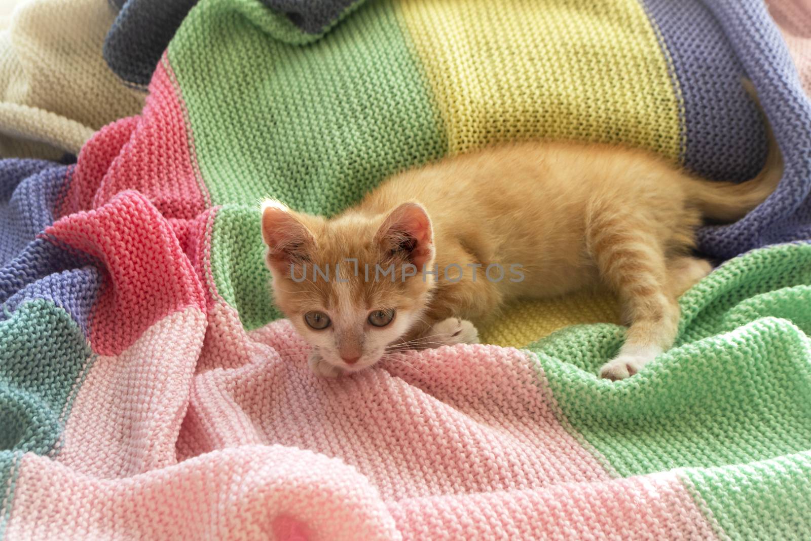 red kitten sitting on colorful knitted plaid