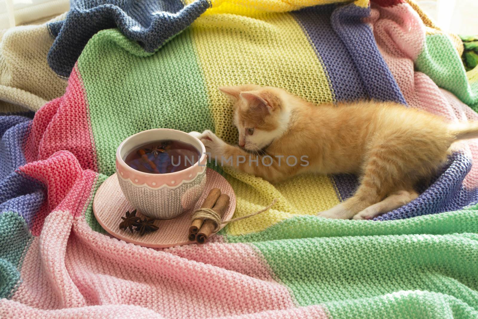 autumn red kitten lies with a mug on colorful plaid