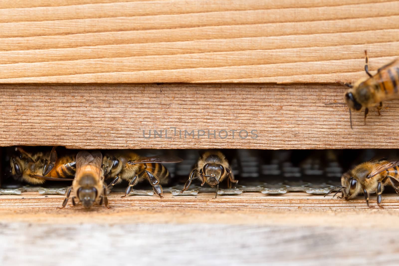 Bees on a wooden beehive in a UK garden by magicbones