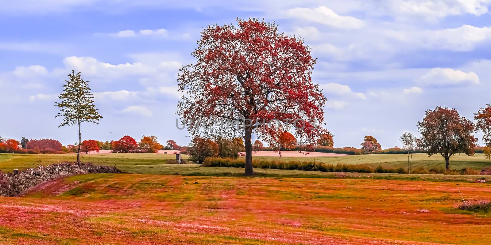 Beautiful panorama view on a golden autumn landscape found in eu by MP_foto71