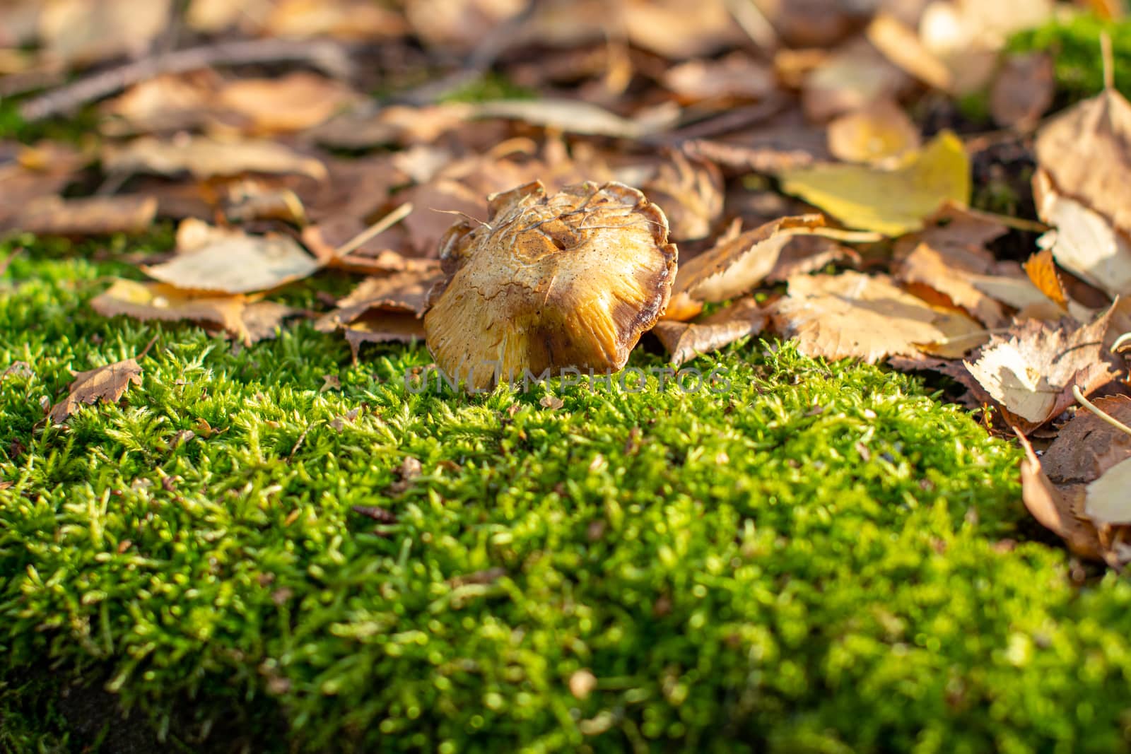 Yellow autumn birch leaves and mushroom on green moss in the forest. by AnatoliiFoto