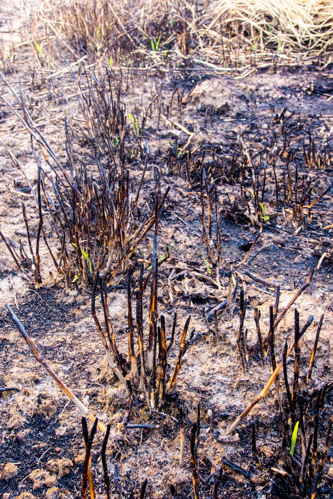 Ashes and wreck stump grass after the fire by Satakorn