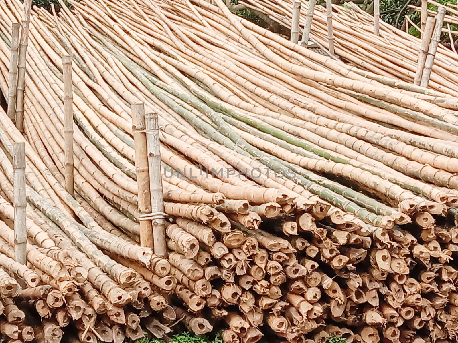 bamboo stock on bamboo market for sell