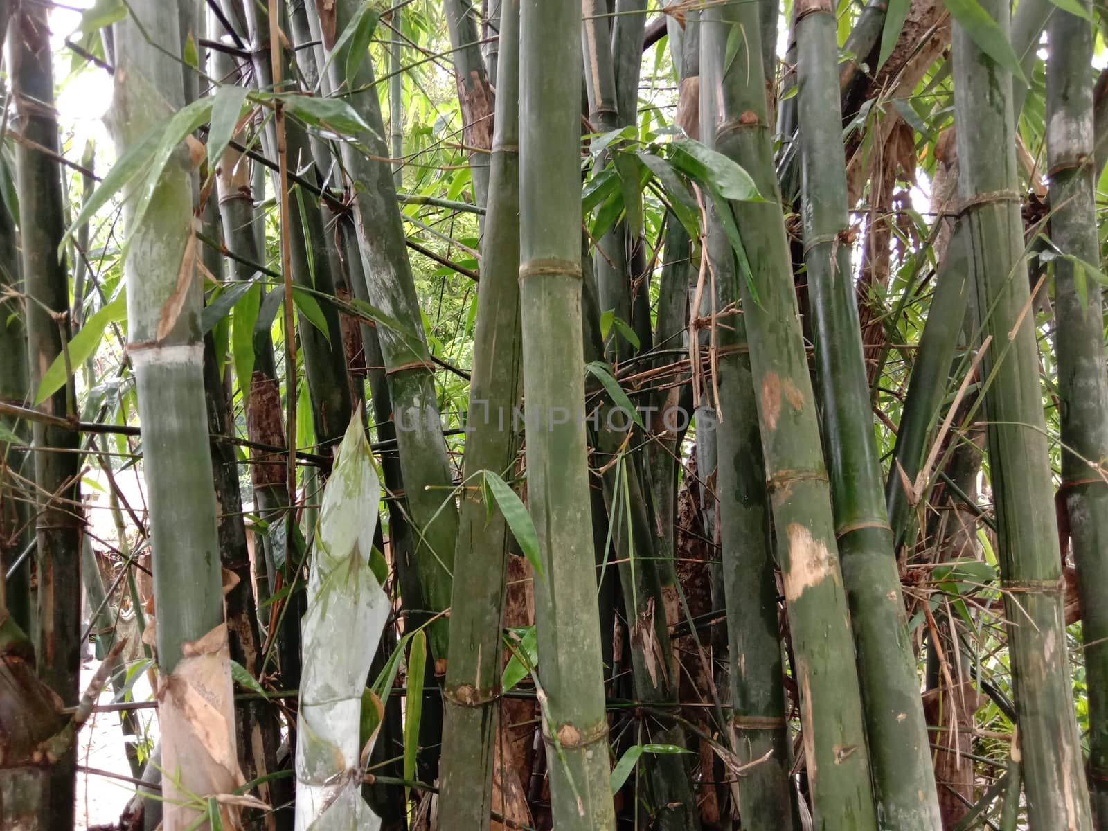green colored bamboo garden closeup
