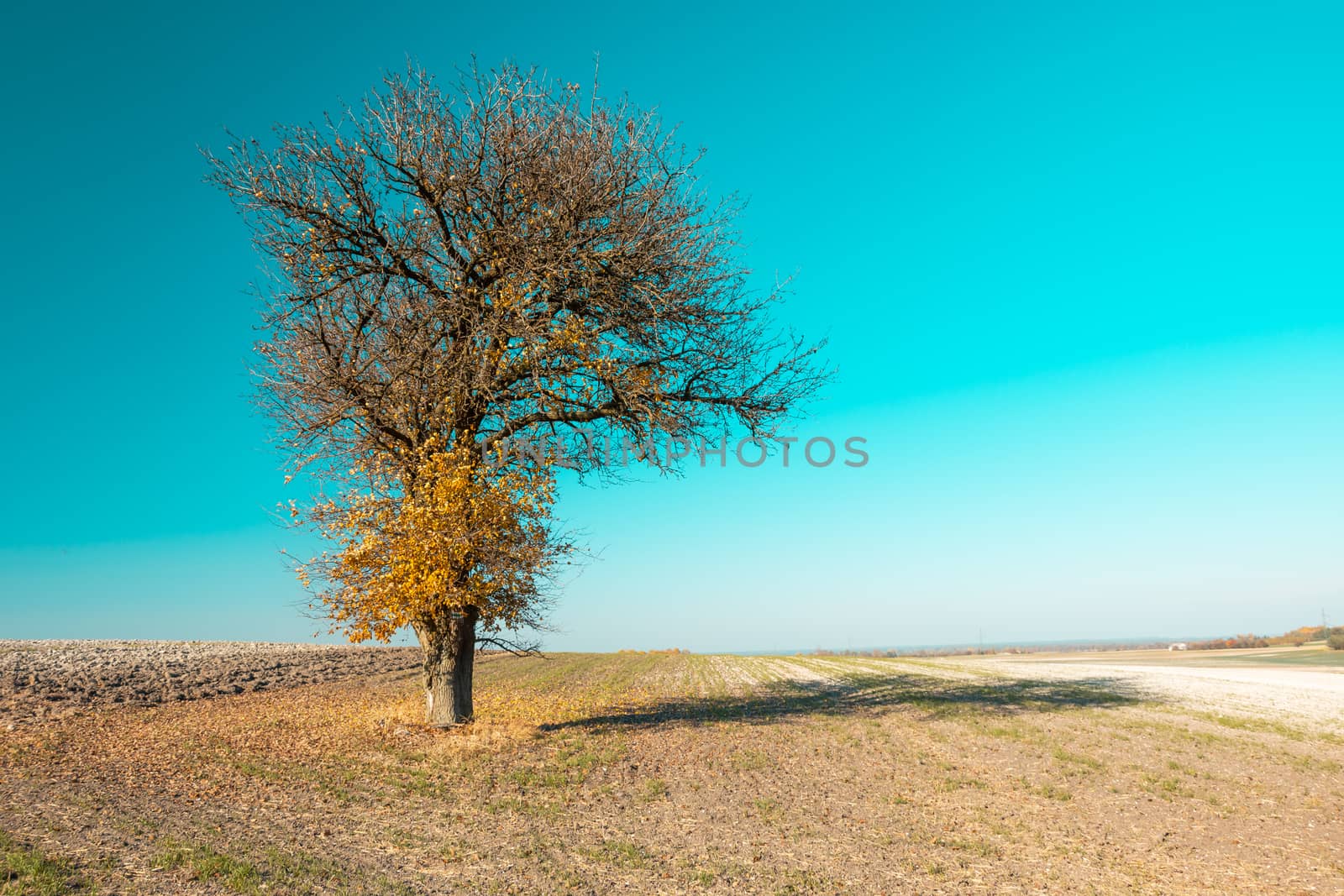 Autumn tree with fallen leaves in the field, october view