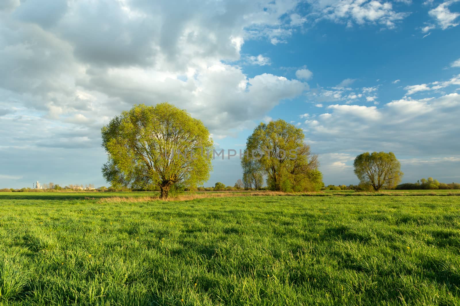 Green trees growing in the meadow and clouds on the sky, summer view