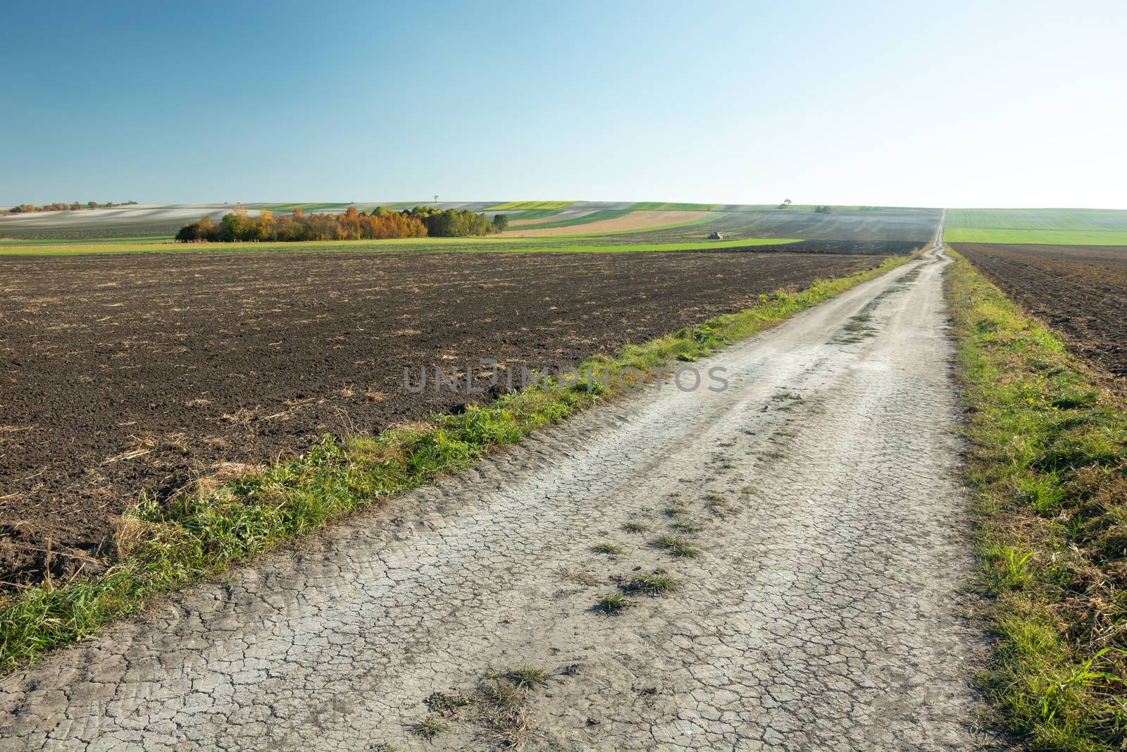 Long dirt road through fields, group of trees, October rural landscape