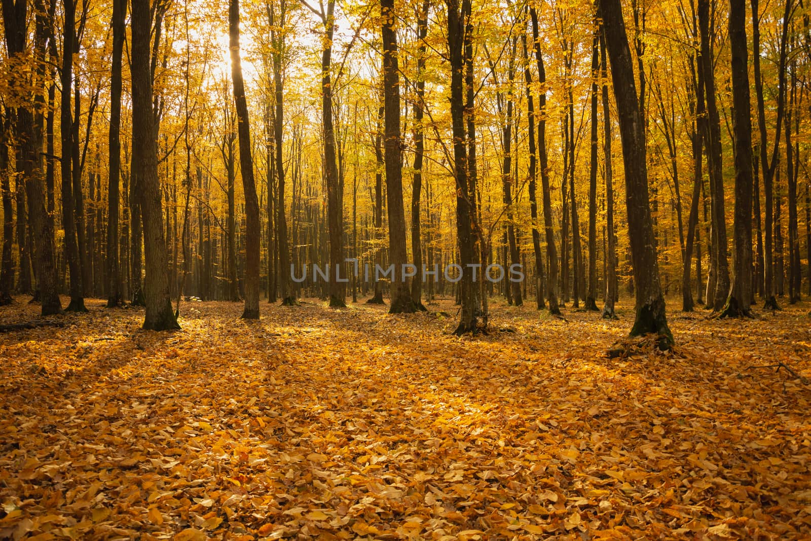 Autumn orange forest with fallen leaves, sunny october day