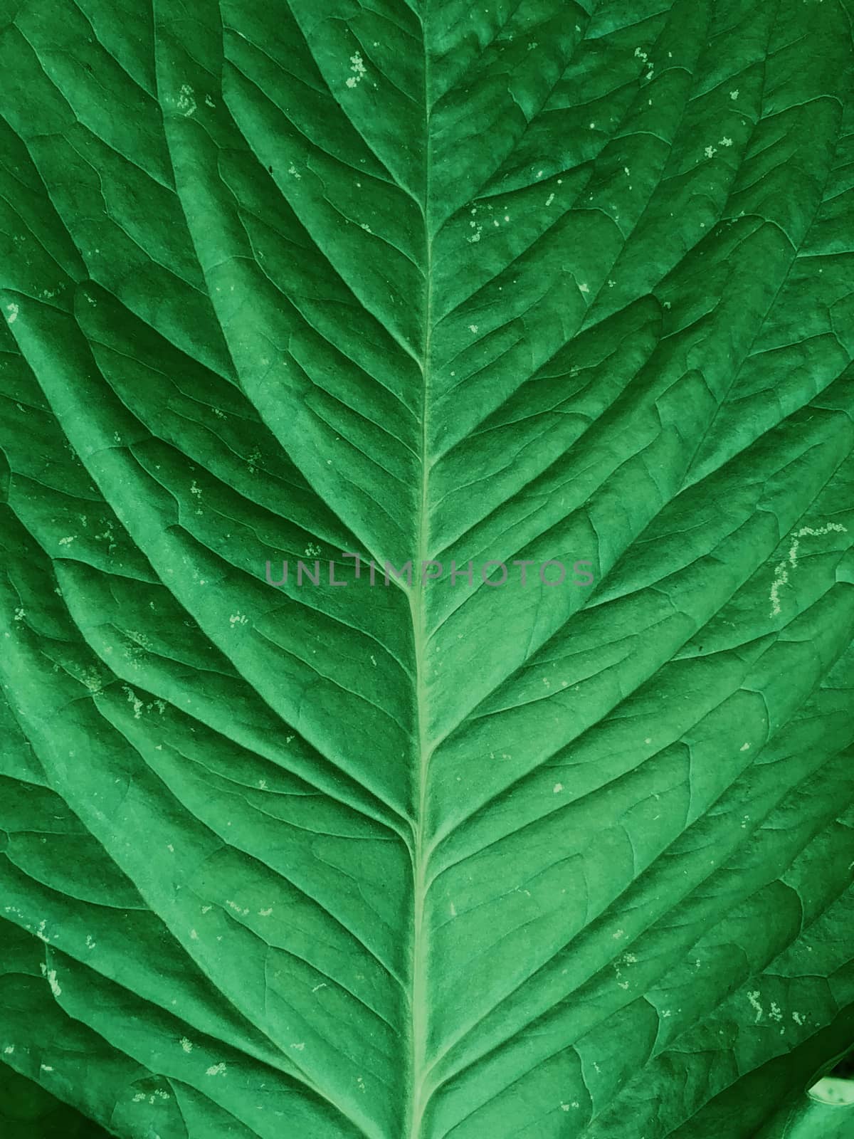 Closeup view of green leaf vein with beautiful texture designs as pattern