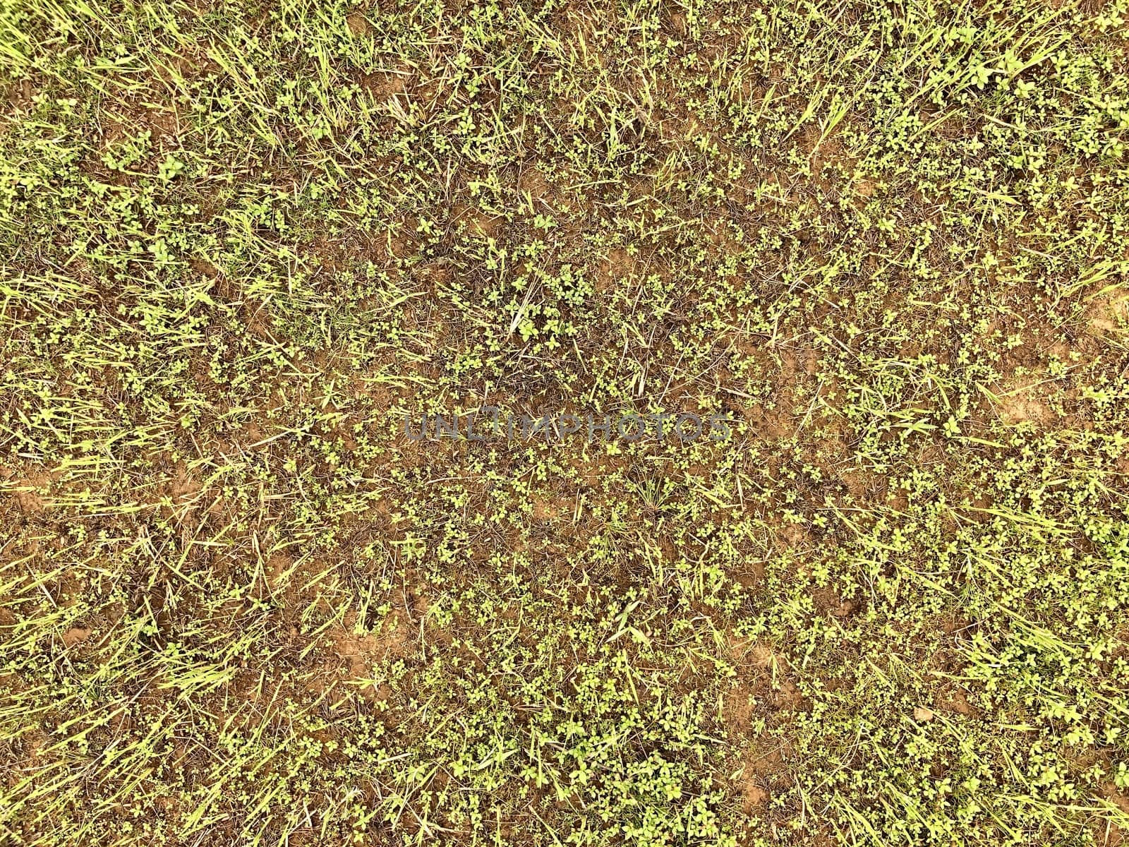 Beautiful top view of agricultural crops cultivated in the  fields