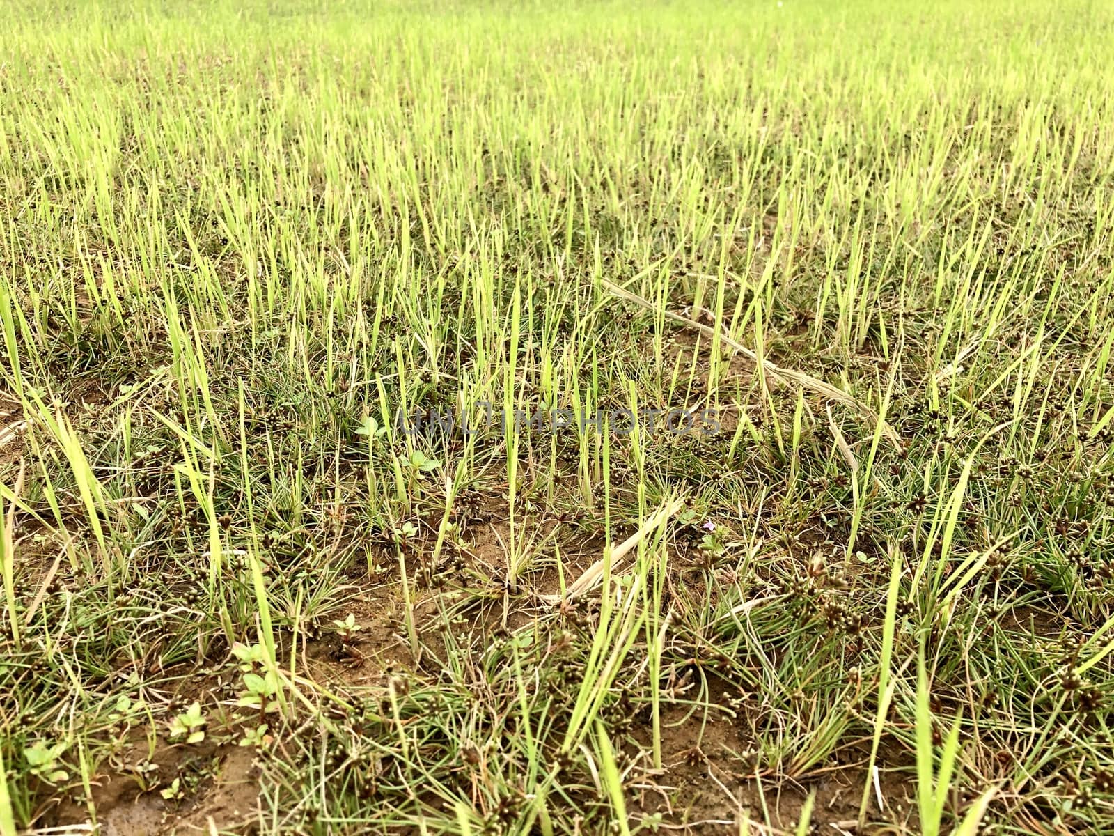 Beautiful top view of agricultural crops cultivated in the  fields