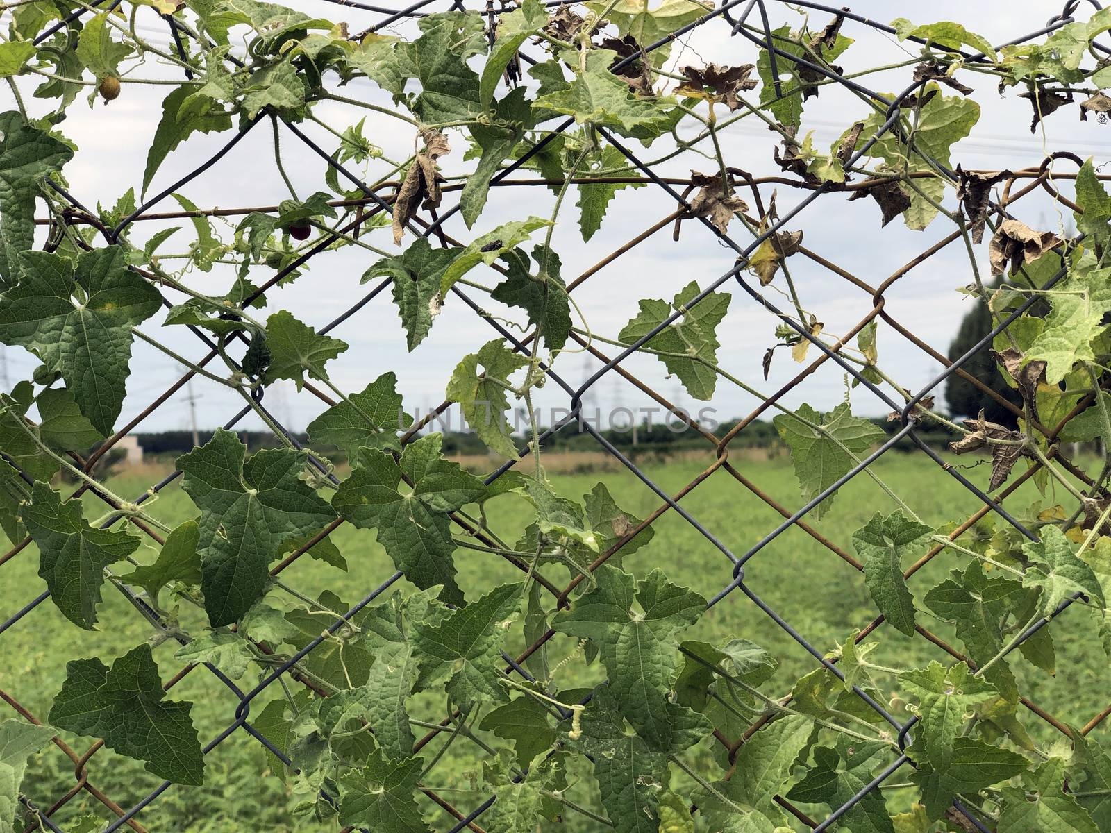 Metallic wire fence with beautiful scenic natural greenery view in the background
