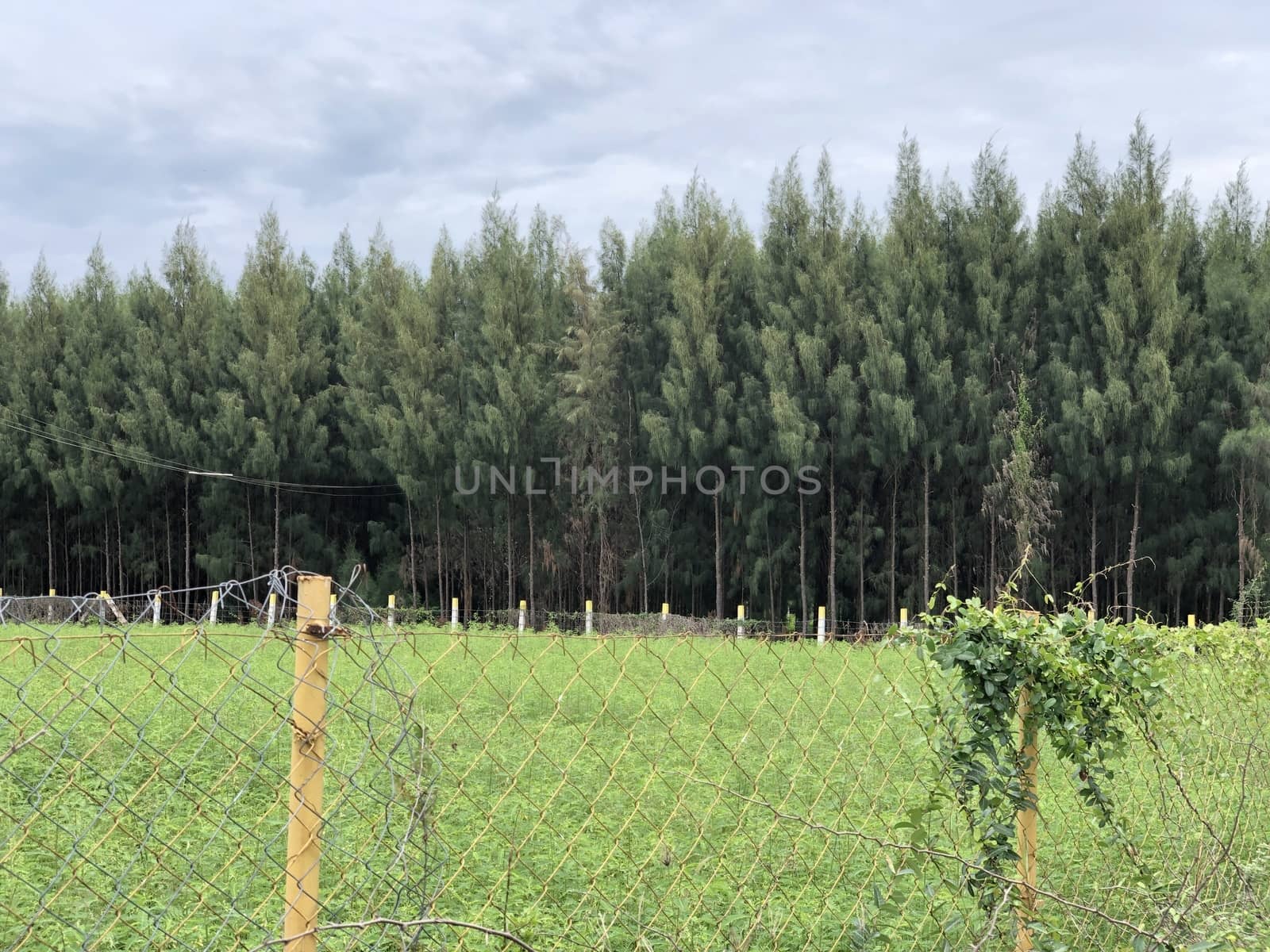 Metallic wire fence with beautiful scenic natural greenery view in the background