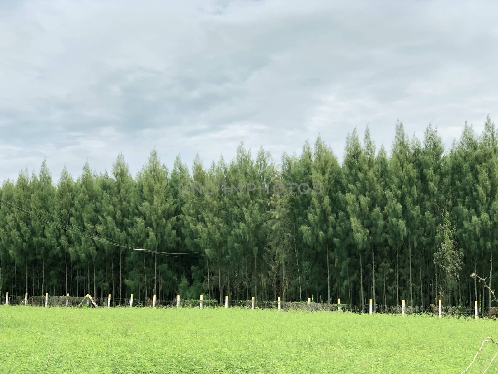 Beautiful forest trees grown in the garden with scenic sky background