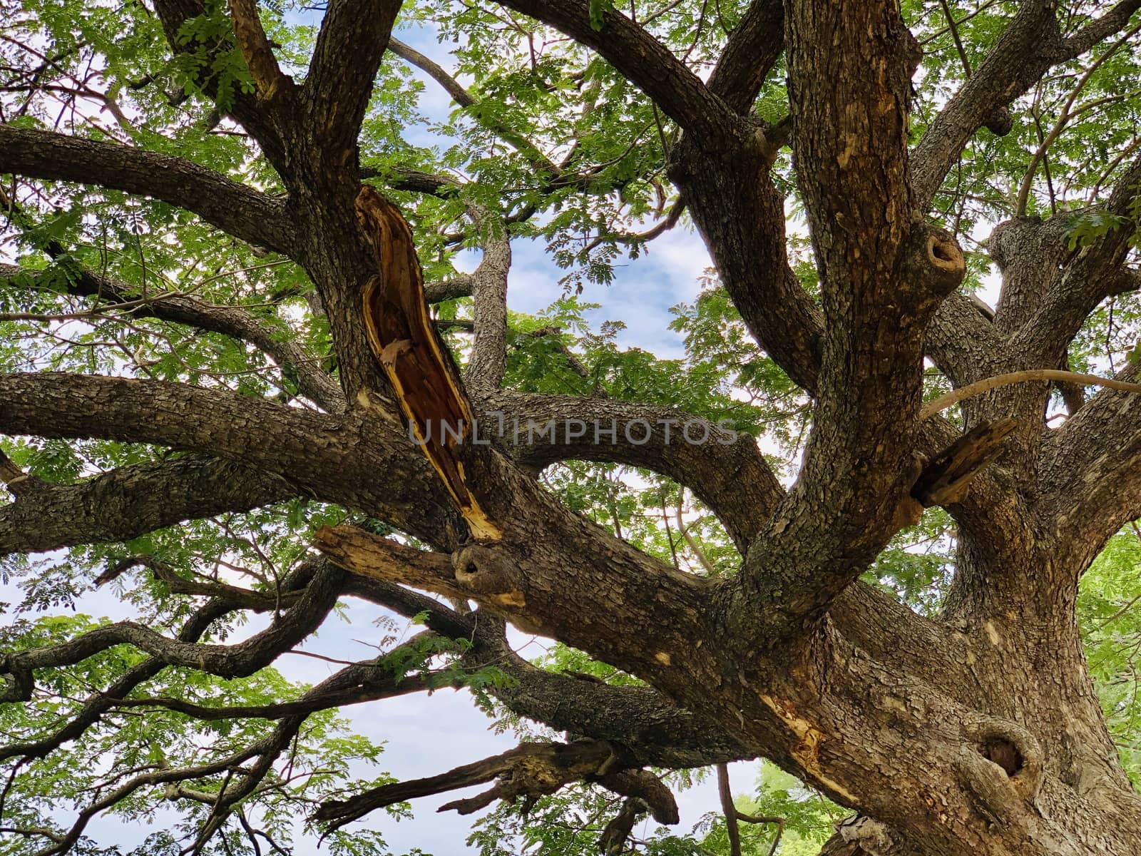 Top view of tree branch with green leaves in a sunny day