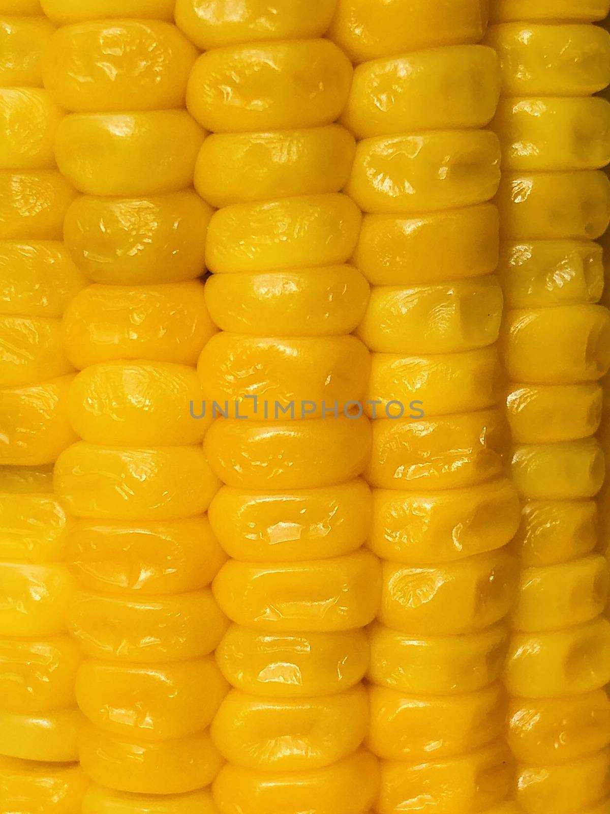 Beautiful view of corn maize cereal seed arranged in a column in yellow color background