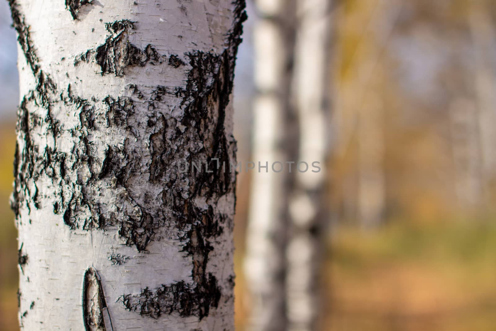 Bark of a birch tree backdrop close up, background from natural material, white crust with black stripes. Autumn forest.